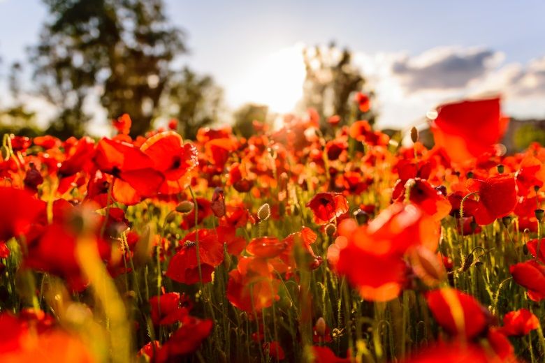 Flowers